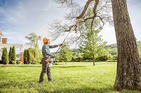 Reliable Mount Ida, AR Tree Services Solutions