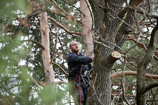 Tree and Shrub Care in Mount Ida, AR